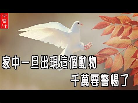 鳥死在家裡|[問題] 屋外有死掉的小鳥該怎麼辦？